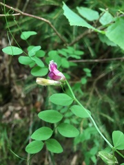 Vicia dumetorum