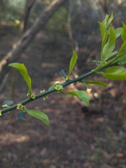 Maytenus spinosa