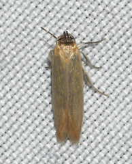 Holcocera immaculella
