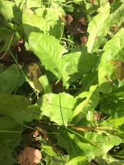 Taraxacum officinale