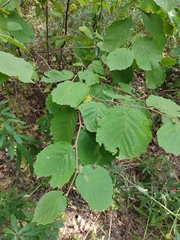 Corylus avellana