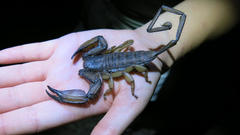 Hadogenes troglodytes