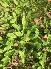 Taraxacum officinale