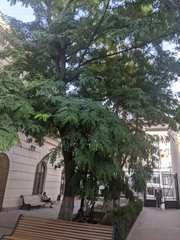 Robinia pseudoacacia