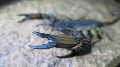 Hadogenes troglodytes