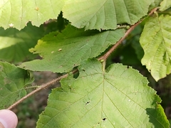Corylus avellana