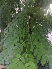 Robinia pseudoacacia