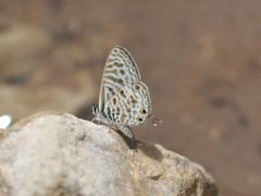 Leptotes pirithous pirithous