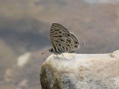Leptotes pirithous pirithous