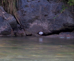 Cinclus cinclus aquaticus