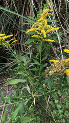Solidago