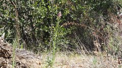 Boechera californica