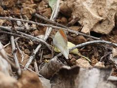 Colotis euippe omphale