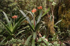 Clivia caulescens
