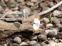 Colotis euippe omphale