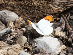 Colotis euippe omphale