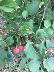 Malus baccata