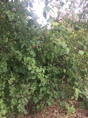 Malus baccata