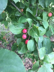 Malus baccata