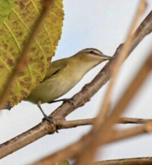 Vireo olivaceus