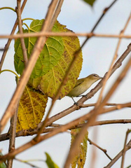 Vireo olivaceus