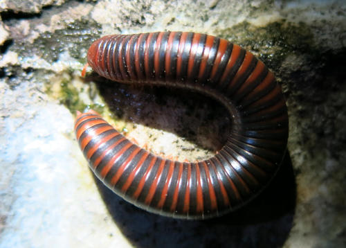 Zinophora munda