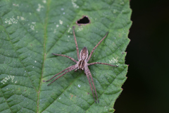 Pisaura mirabilis