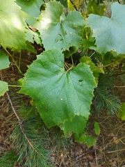 Vitis