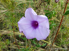 Ipomoea cairica cairica