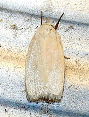 Inga cretacea