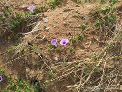 Ipomoea cairica cairica