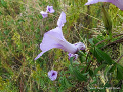 Ipomoea cairica cairica