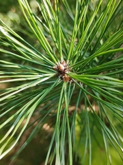 Pinus sylvestris