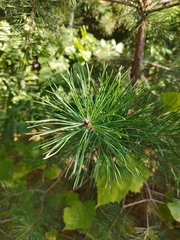 Pinus sylvestris