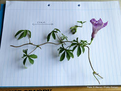 Ipomoea cairica cairica