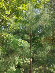 Pinus sylvestris