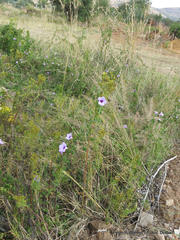 Ipomoea cairica cairica
