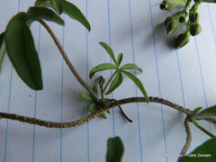 Ipomoea cairica cairica