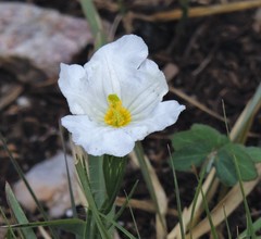 Nierembergia rigida