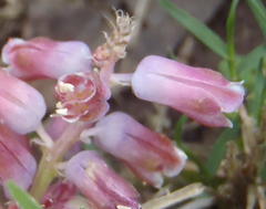 Lachenalia youngii