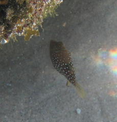 Canthigaster amboinensis