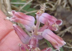 Lachenalia youngii