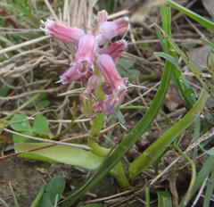 Lachenalia youngii