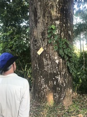 Pseudobombax septenatum