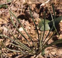 Euphorbia silenifolia