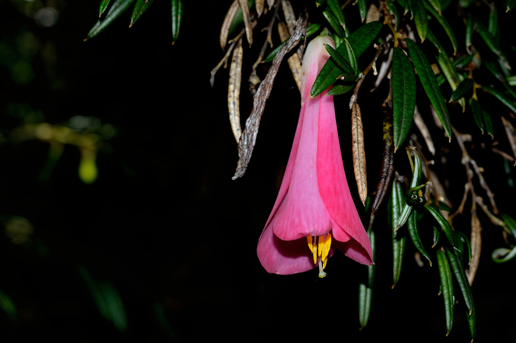 Coicopihue