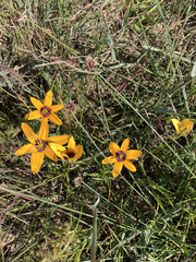 Pauridia canaliculata