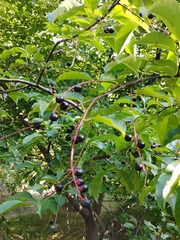 Prunus serotina