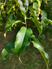 Prunus serotina