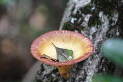 Lentinus sajor-caju